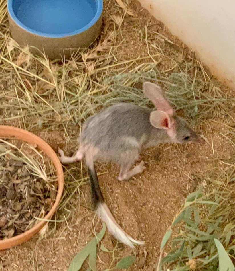 Bilby