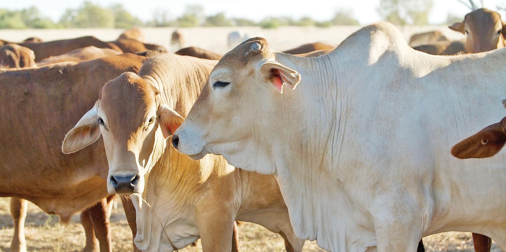 Cattle