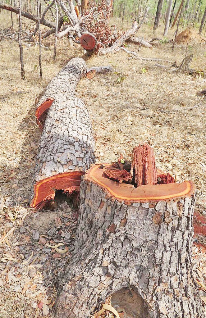 Felled tree
