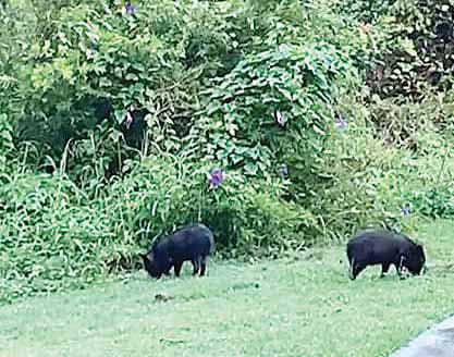 Feral pigs
