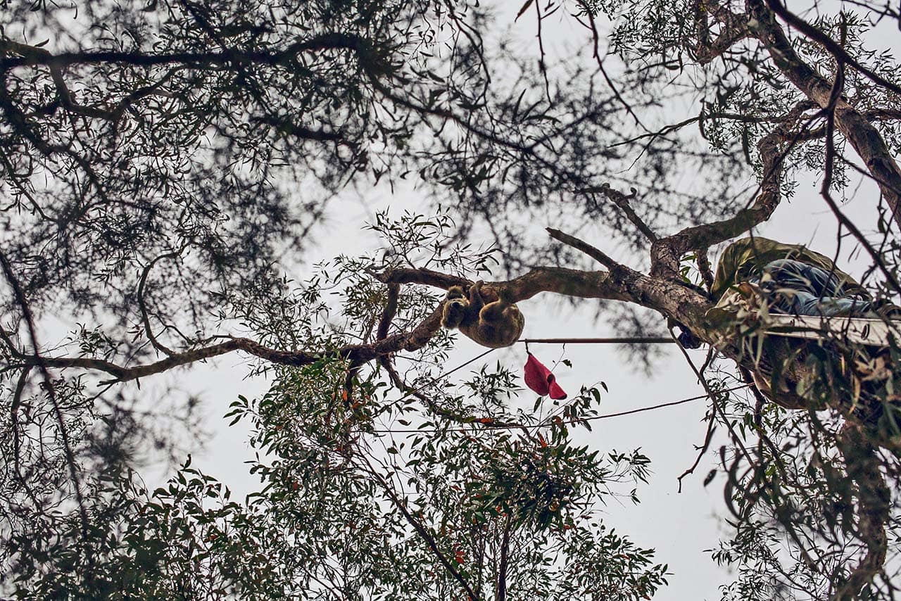 Koalas in Wollondilly
