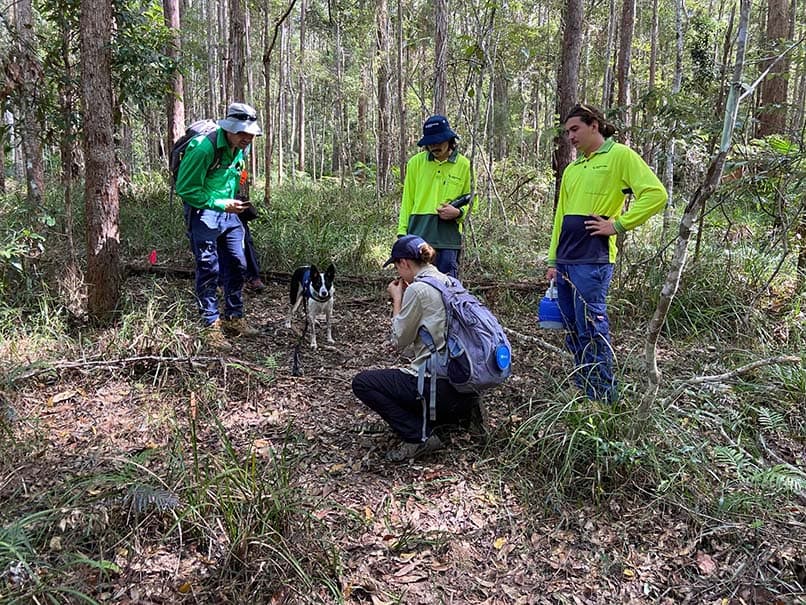 Koala survey team