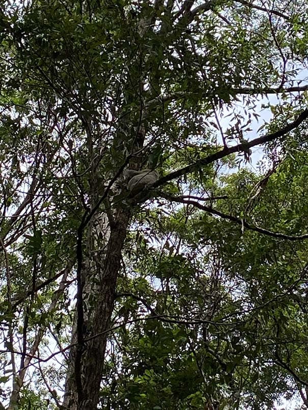 Koala in tree