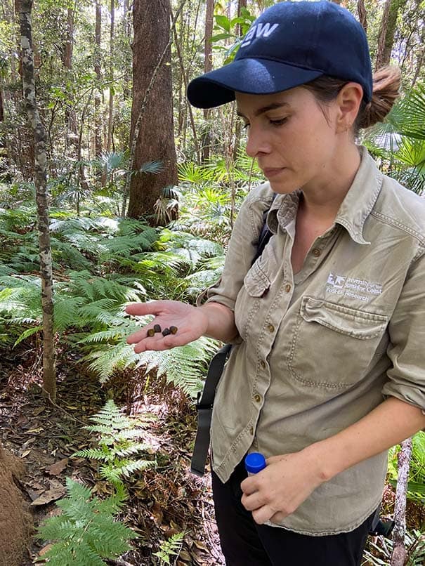 With koala scat