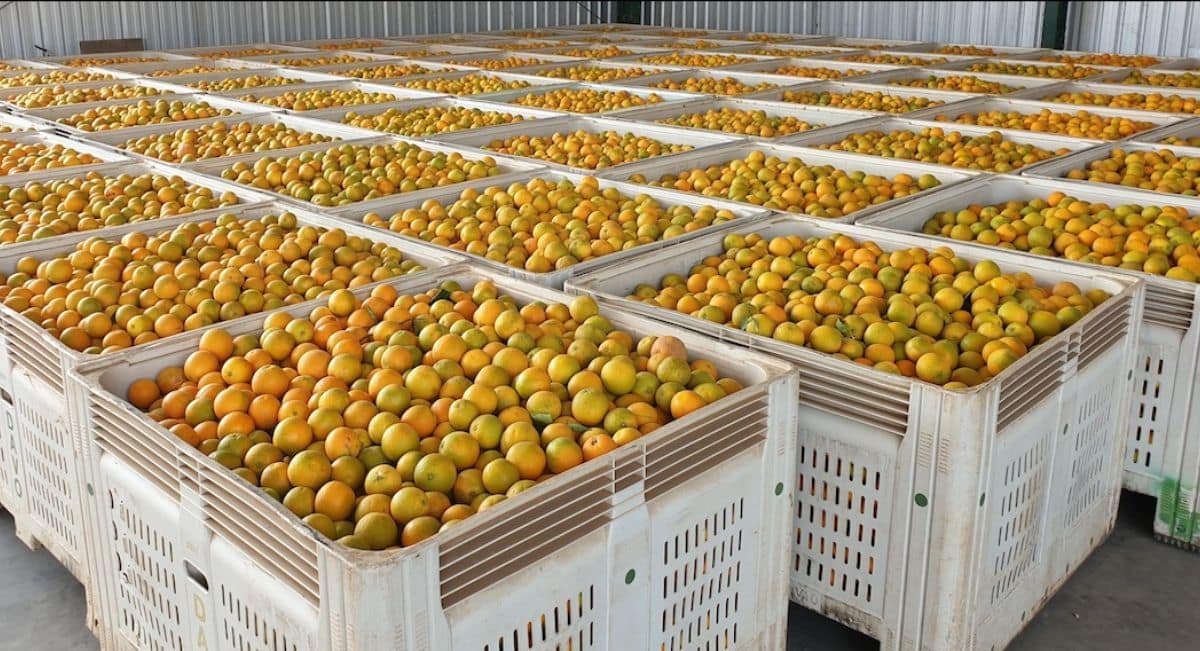 Oranges