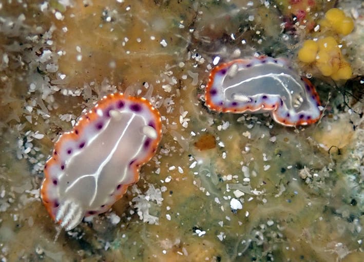 Goniobranchus setoensis