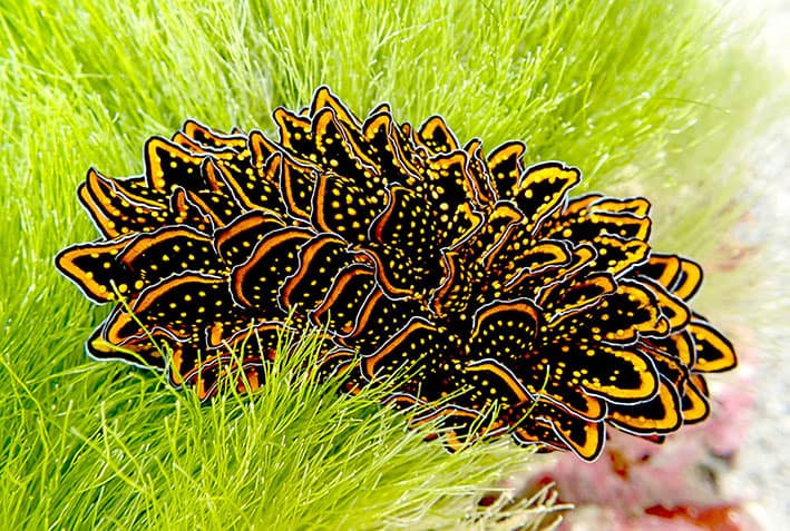 Cyerce nigricans