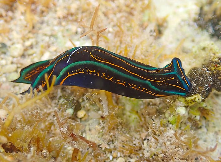 Chelidonura hirundinana