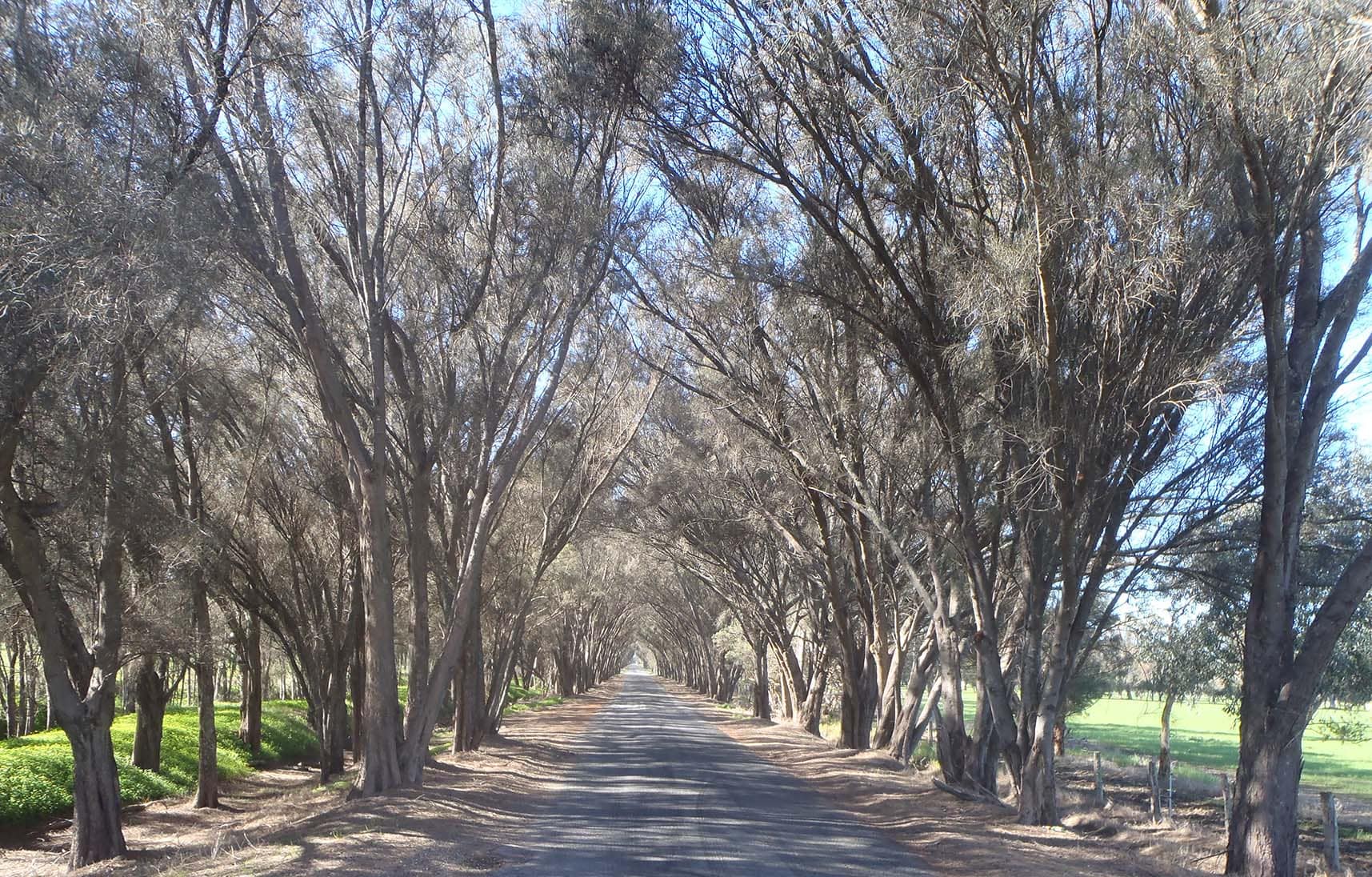 Avenue of trees