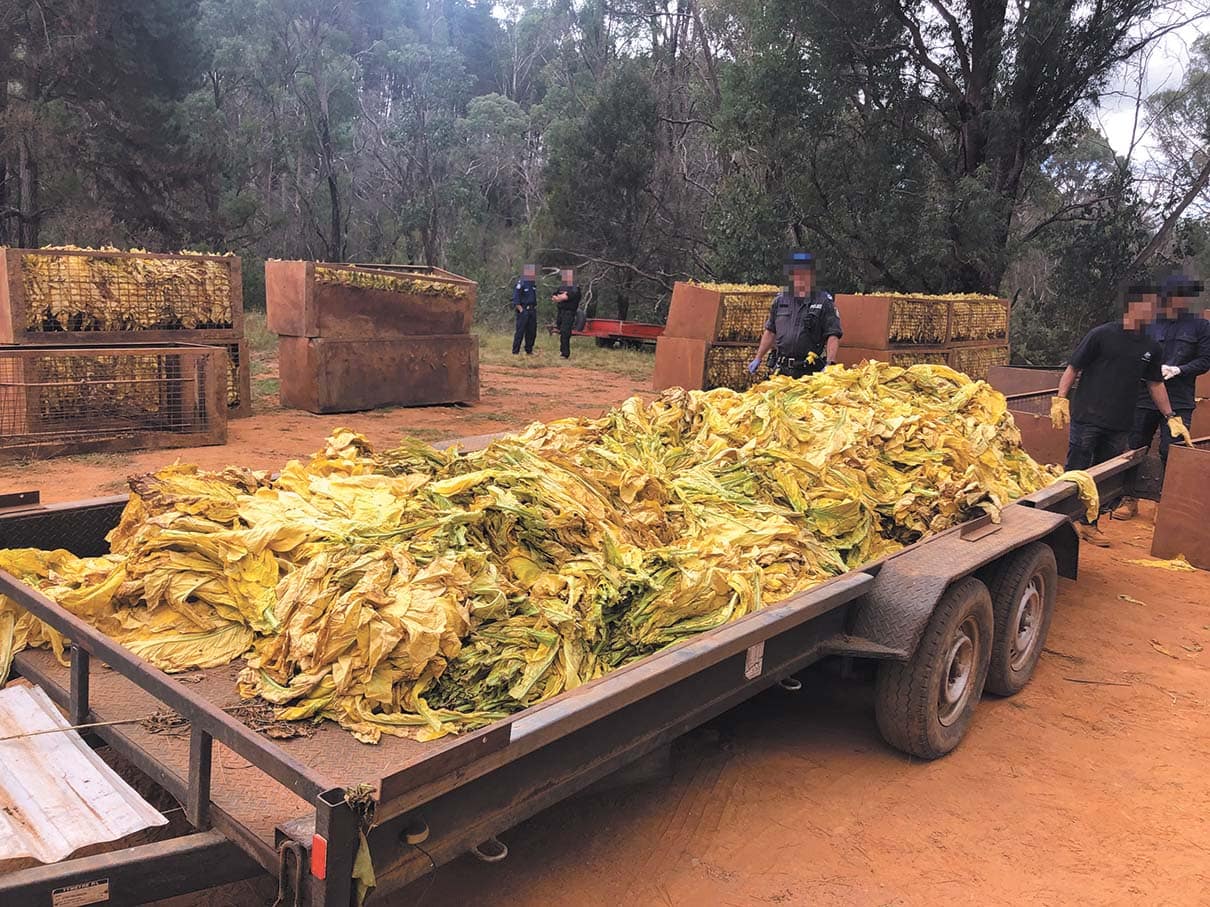Seized tobacco