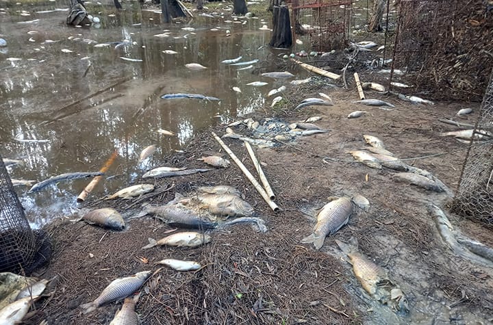 Dead fish
