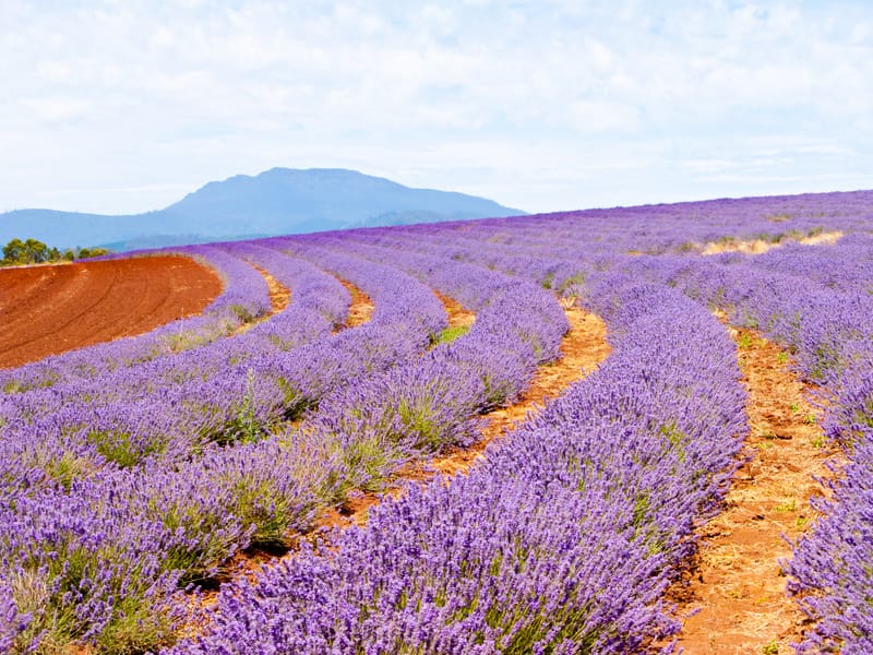 Lavender farm