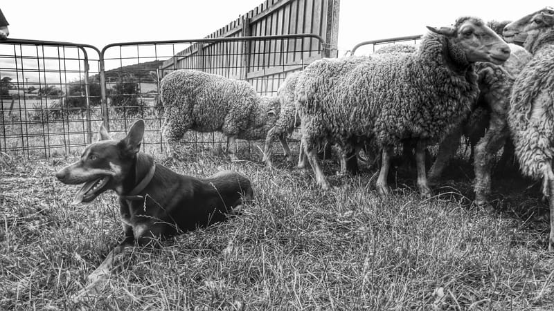 Sheepdog