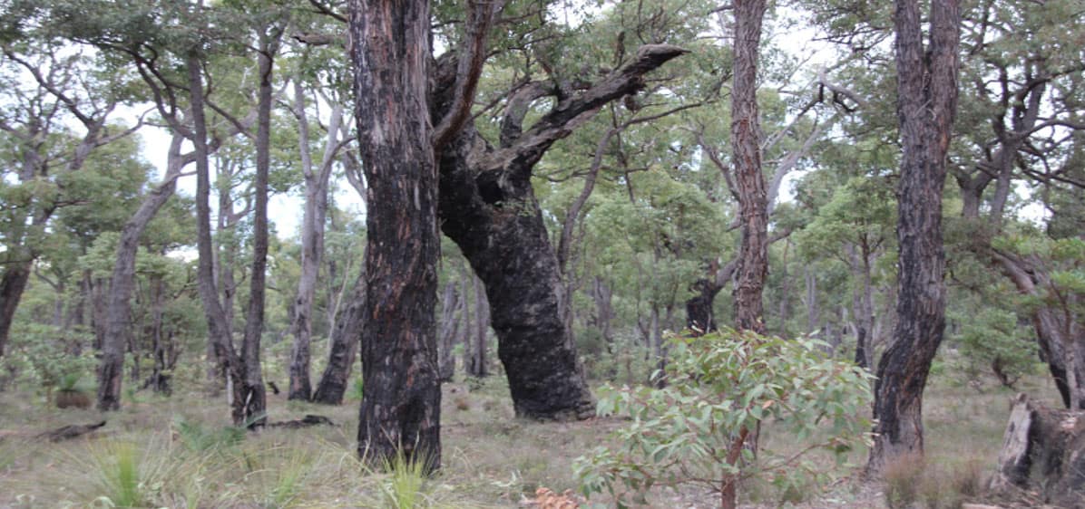 Marradong Timber Reserve