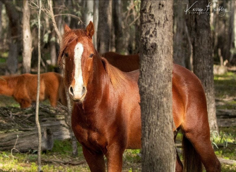 Brumby