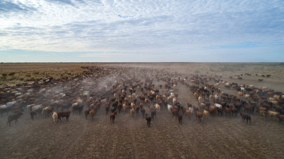 Coorabulka Muster