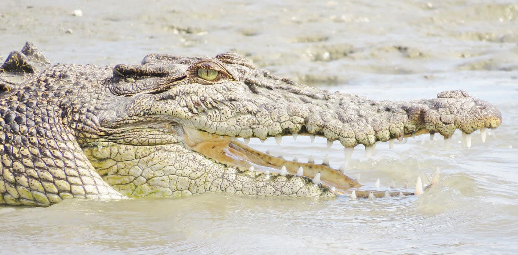 Crocodile