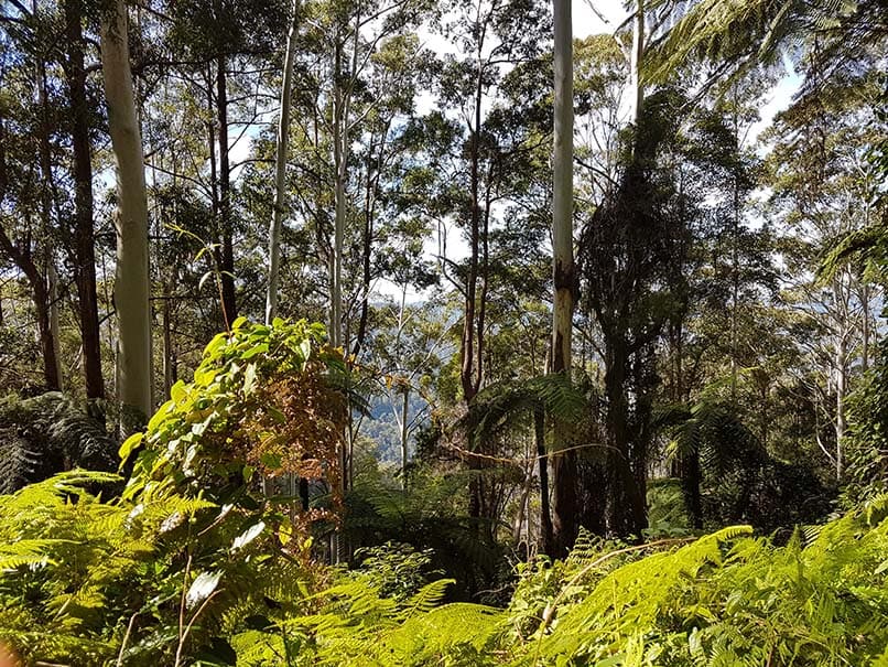 Killabakh NP NPWS Jo Muldoon