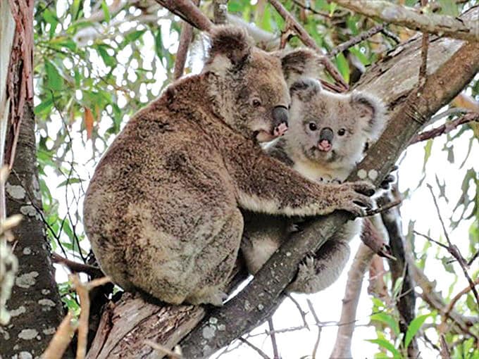 Koalas