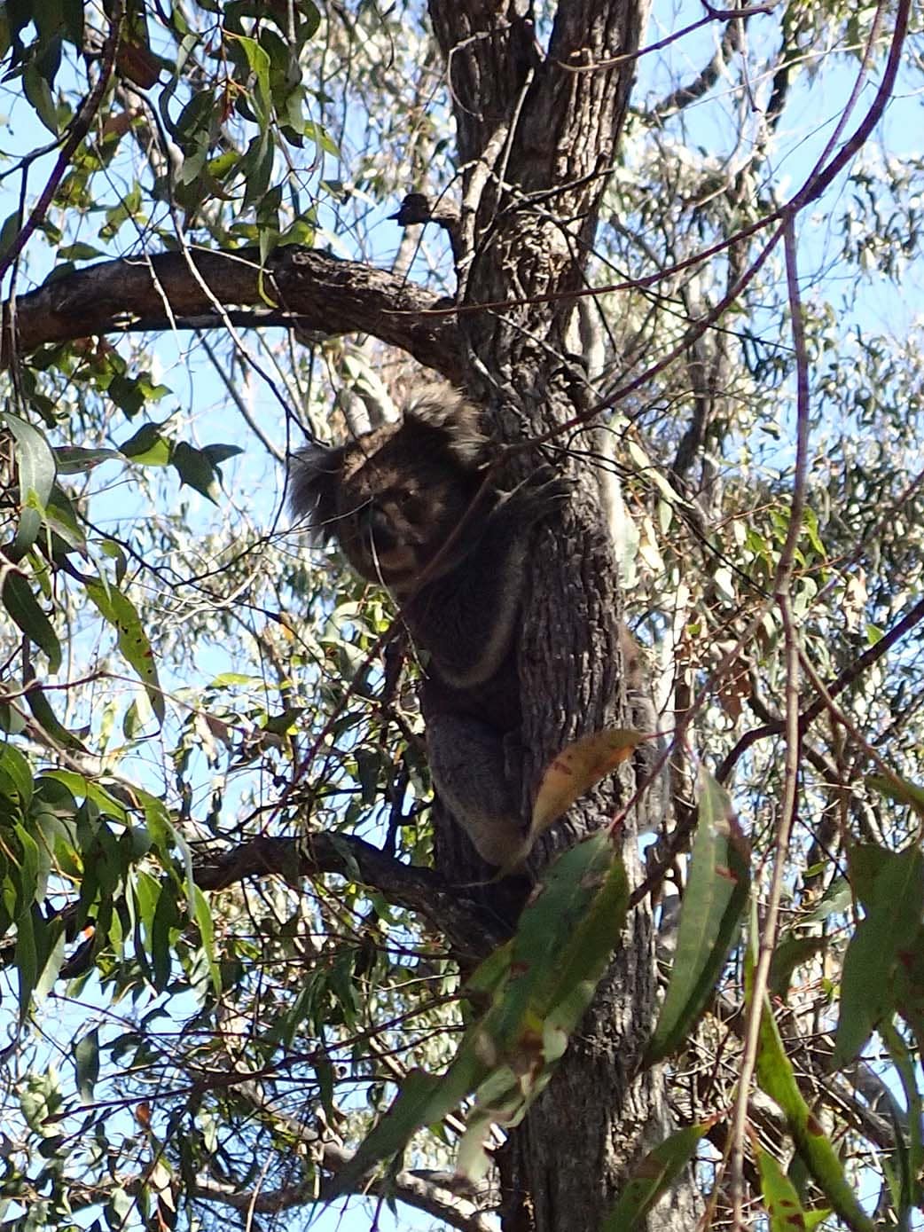Koala south of Eden