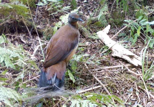 Lyrebird