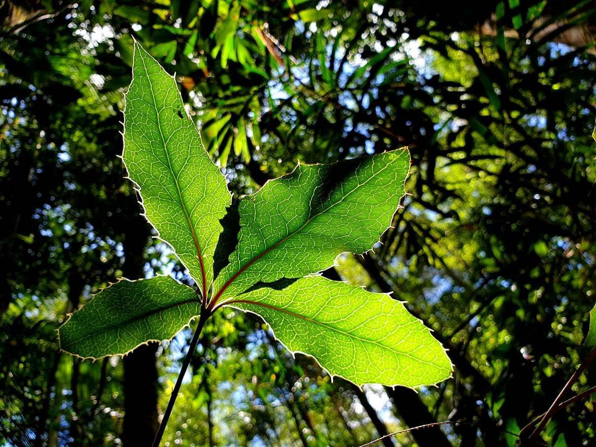 Nightcap Oak seedling