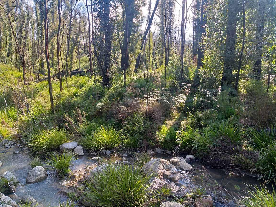 Nungatta Forest