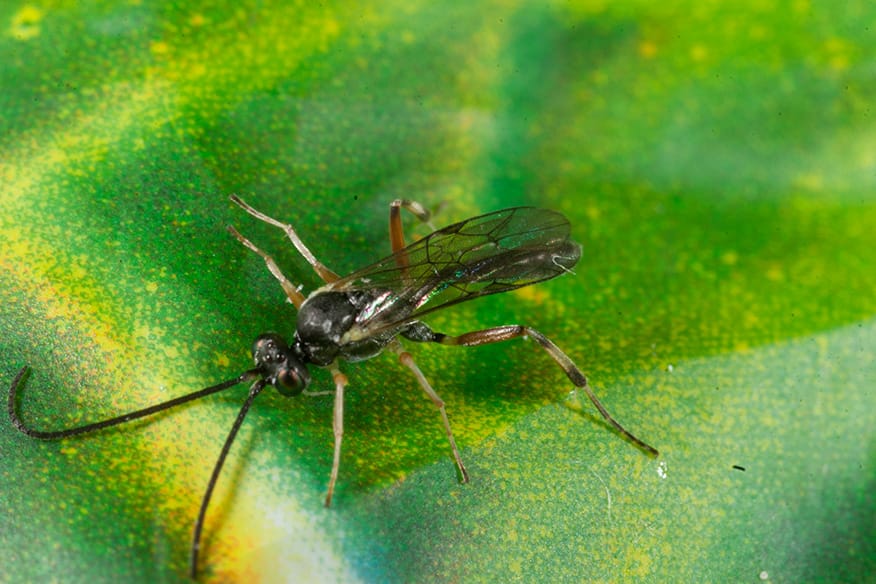 Parasitoid wasp