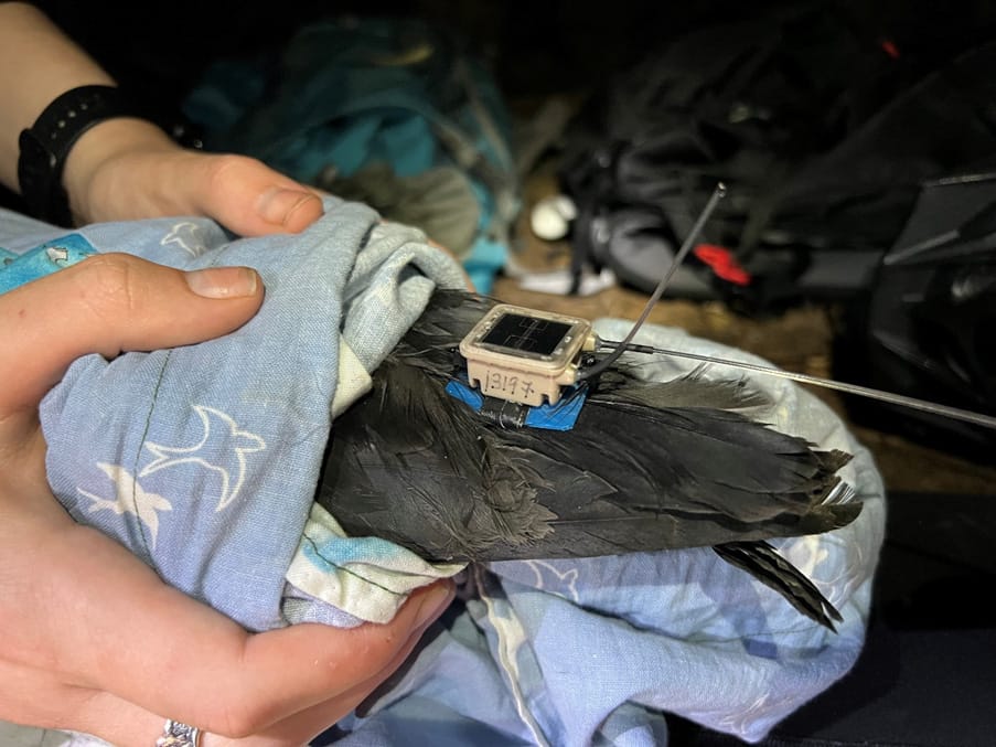 GPS on chick