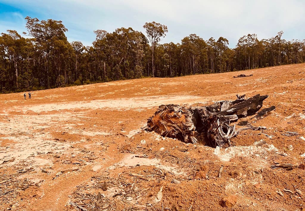 Cleared jarrah forest