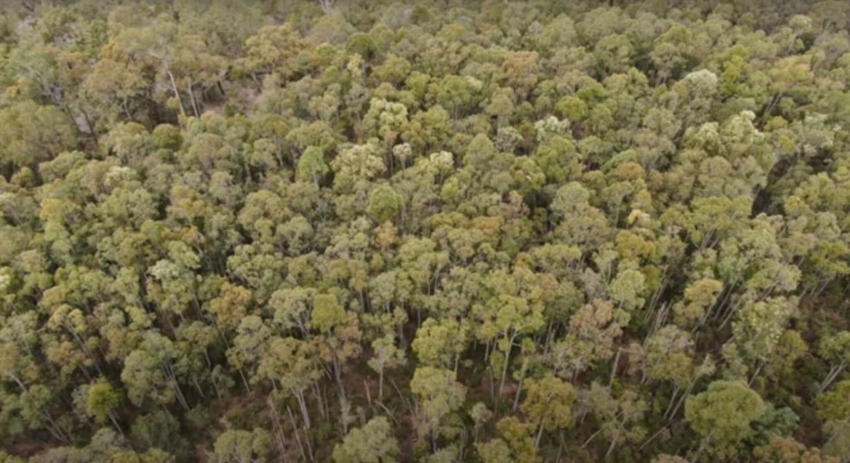 Young jarrah regrowth