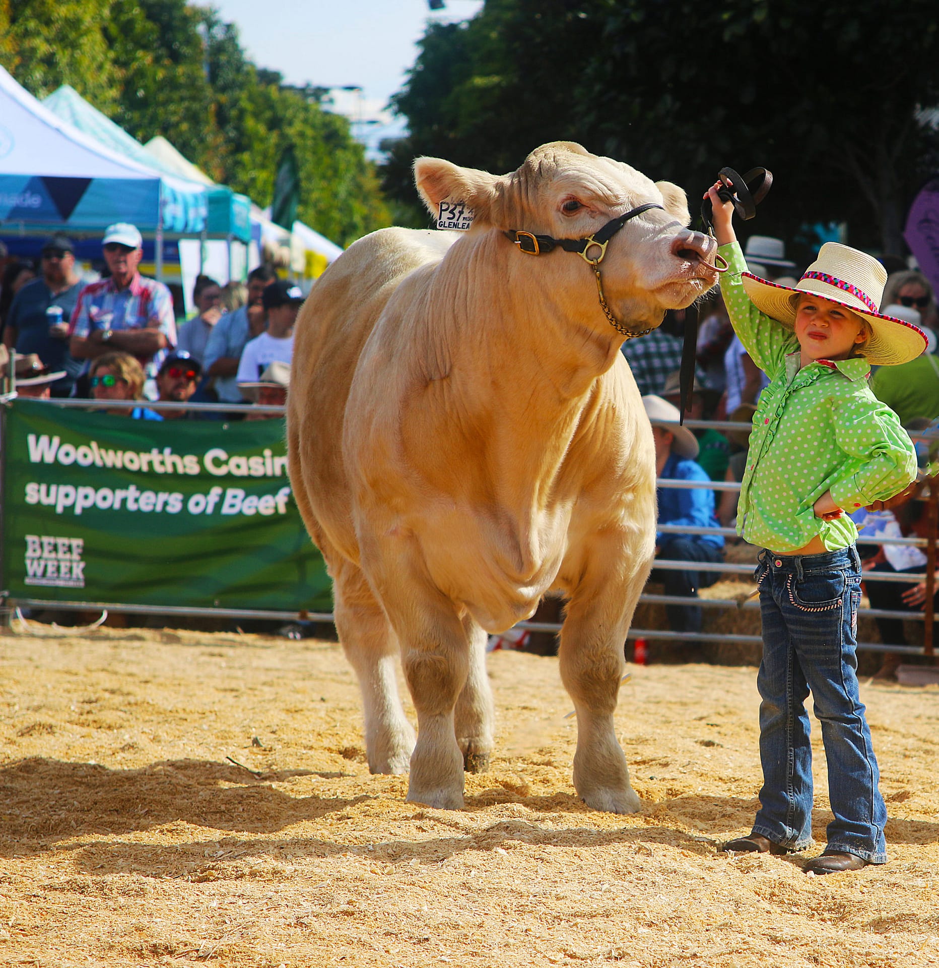Bull