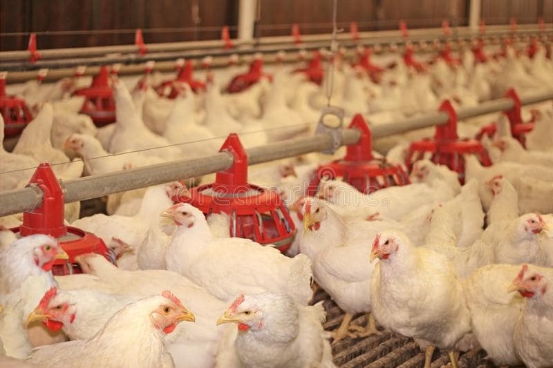 Chicken farm