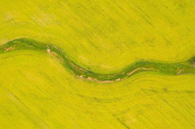 Canola crops