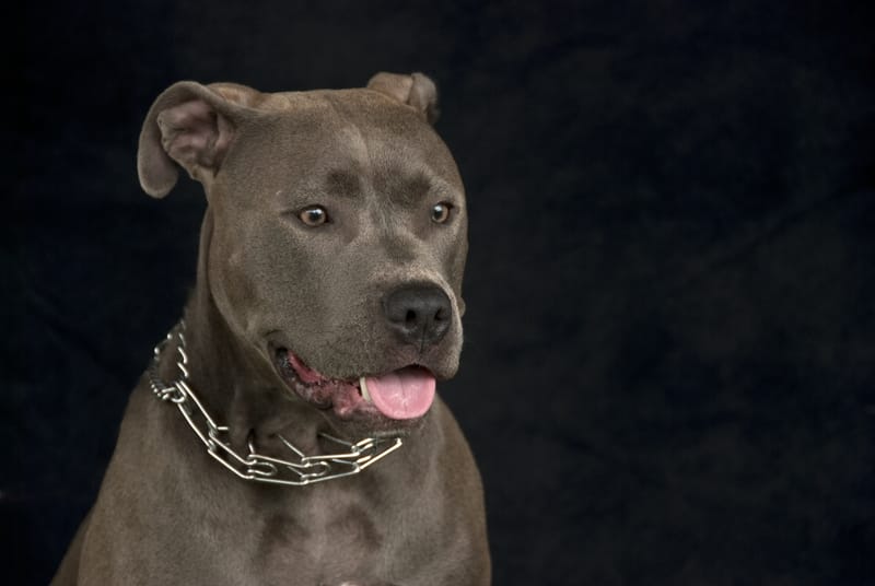 Pit bull in prong collar