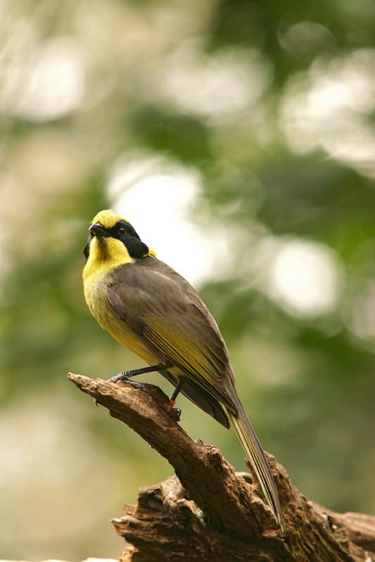 Helmeted Honeyeater