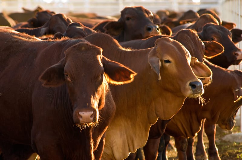 Cattle on feedlot
