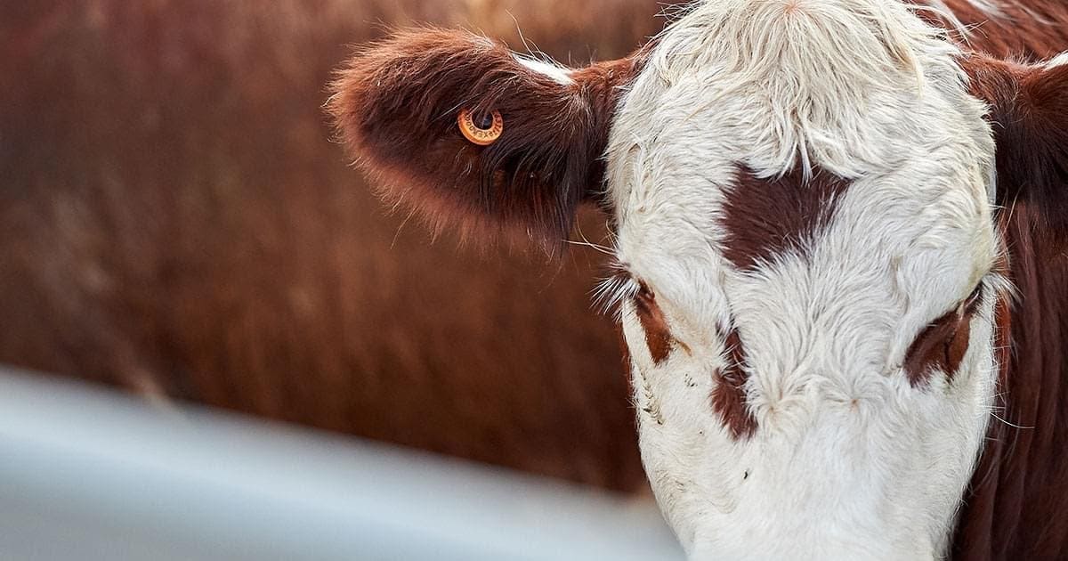 Cow