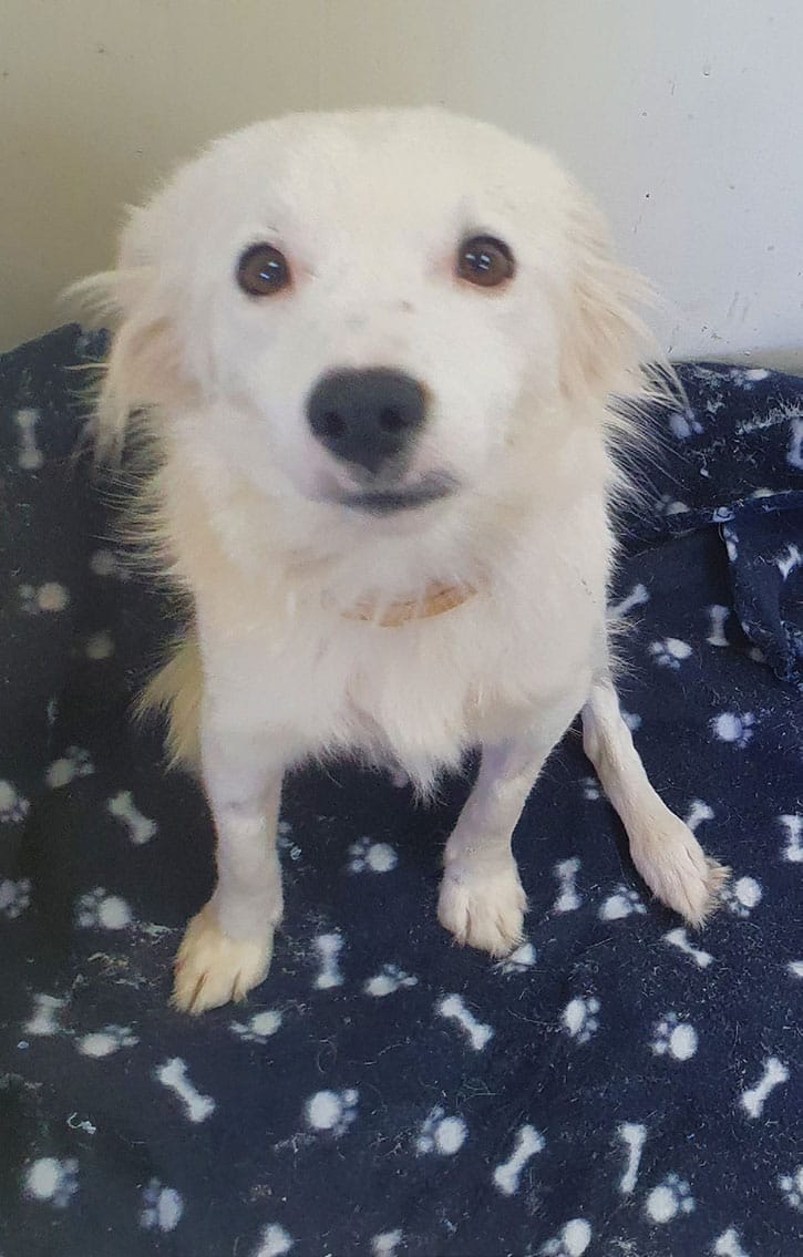 Fluffy dog