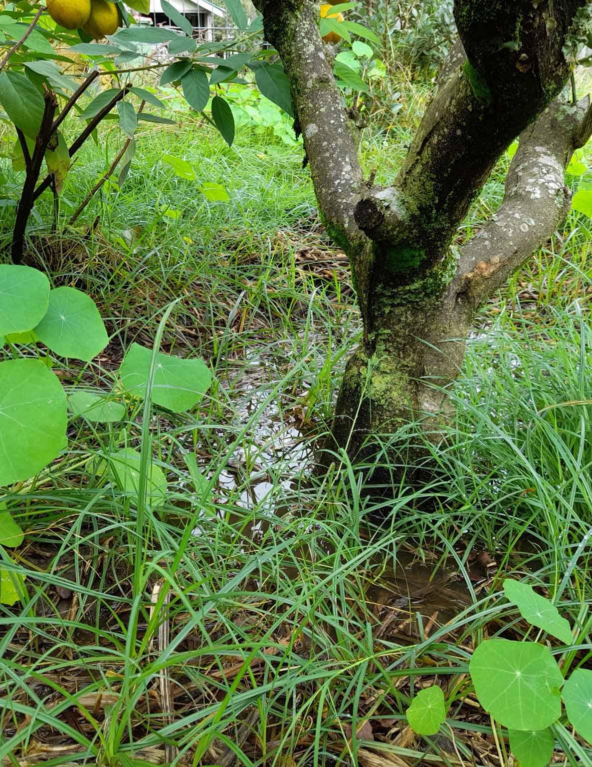 Waterlogged garden