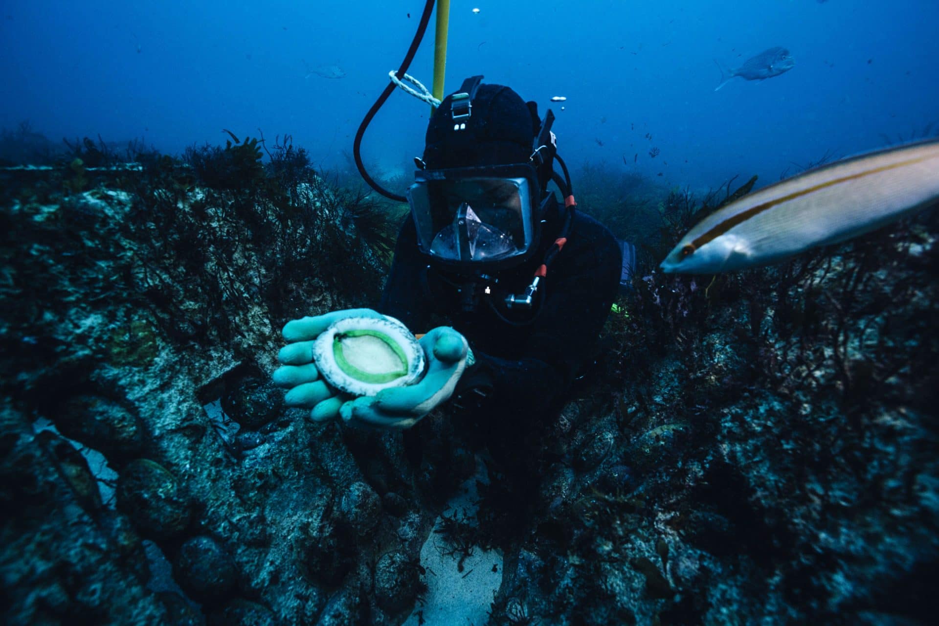 Abalone