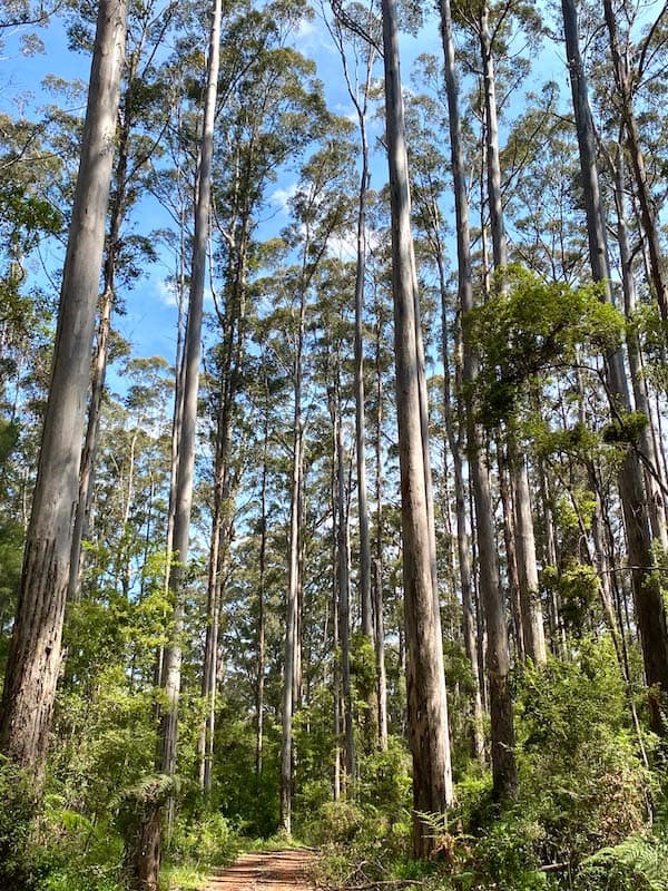 Karri forest