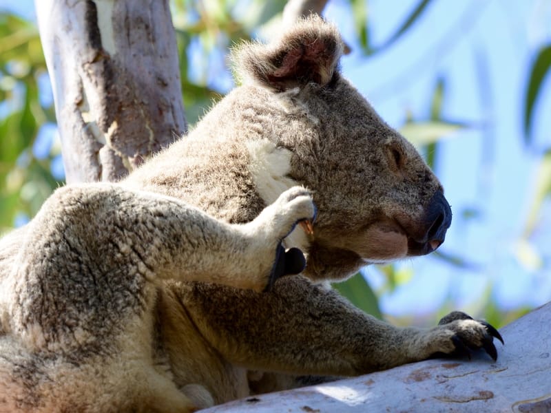 Koala in a tree