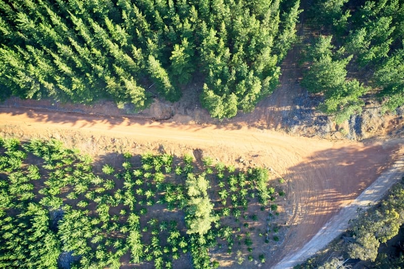 Pine plantation