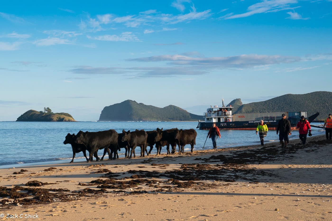 Cow on Lord Howe Island