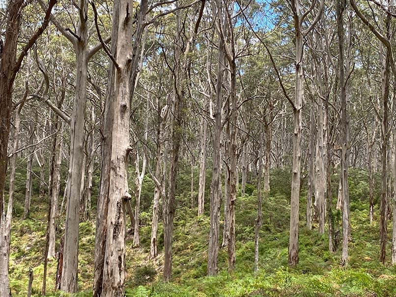 Boranup Forest