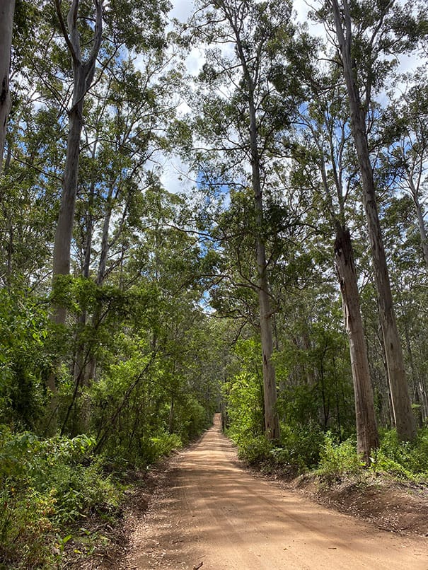The Forest Drive through Boranup forest