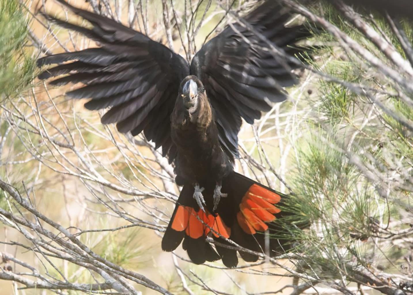 The glossy black cockatoo snapped after a three-month search. Photo: Contributed