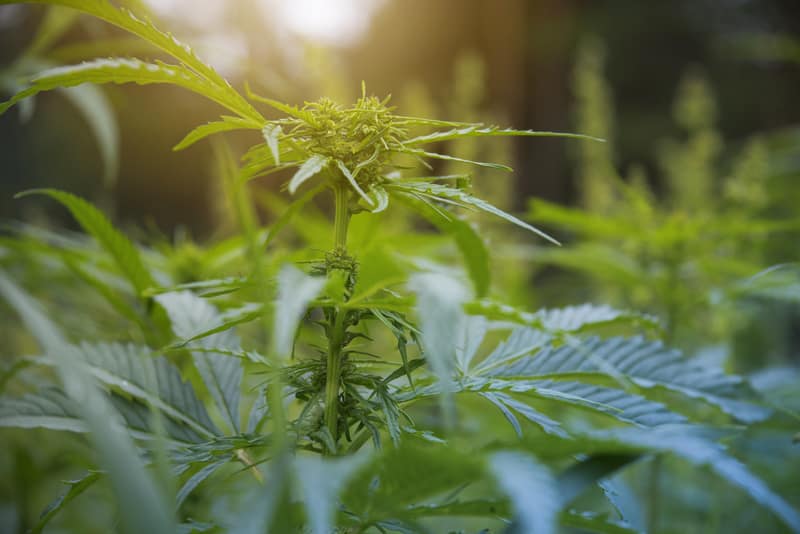 industrial hemp