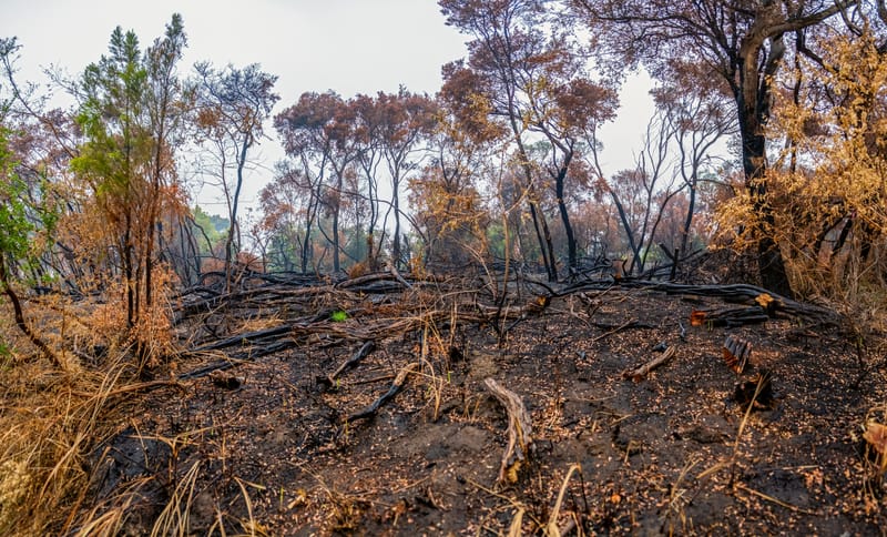 Bush fire affected area in Australia.